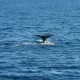 Avistamiento de Ballenas en Cabo San Lucas - Envío Gratuito