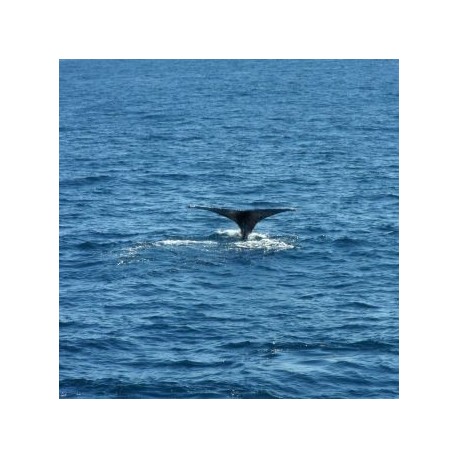 Avistamiento de Ballenas en Cabo San Lucas - Envío Gratuito