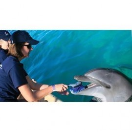 Entrenador de delfines Cancún-QUINTANA ROO - Envío Gratuito