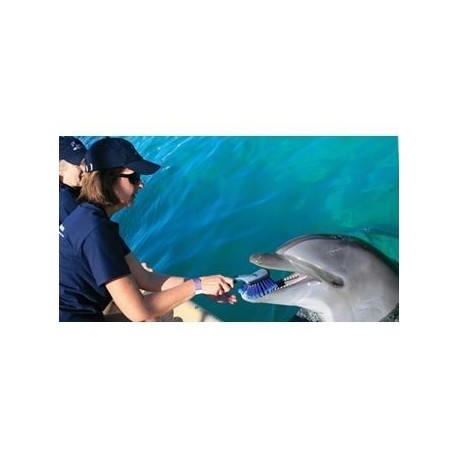 Entrenador de delfines Cancún-QUINTANA ROO - Envío Gratuito