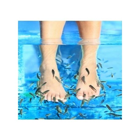 Tarde de Manicure y Fish-Spa - Envío Gratuito