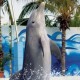 Nado con Delfines en Isla Mujeres - Envío Gratuito